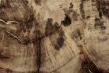 Polished, Petrified Wood (Metasequoia) Stand Up - Oregon #193614-2